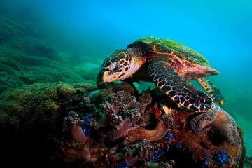 Obraz na płótnie Canvas Sea turtle on coral reef