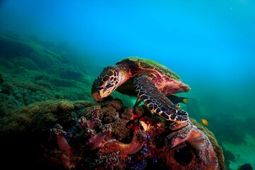 Naklejka na ściany i meble Sea turtle on coral reef