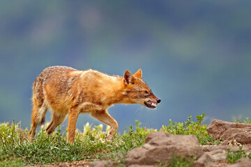 Bulgaria wildlife, Balkan in Europe. Golden jackal, Canis aureus, feeding scene on meadow, Madzharovo, Eastern Rhodopes. Wild dog behavior scene in nature. Mountain animal in the habitat.