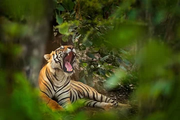 Keuken spatwand met foto Indian tiger with open muzzle mouth, wild animal in the nature habitat, Ranthambore NP, India. Big cat, endangered animal. End of dry season, beginning monsoon. © ondrejprosicky