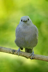 Palm Tanager, Thraupis palmarum, bird in the green forest habitat, Costa Rica. Dark green forest, tanager in the nature habitat. Wildlife scene from tropical jungle.