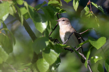 Garden Warbler