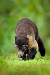 Fototapeta premium White-nosed Coati, Nasua narica, green grass habitat National Park Manuel Antonio, Costa Rica. Animal in the forest. Mammal in the nature .Animal from tropical Costa Rica. Very long tail.