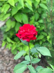 beautiful red rose