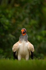 King vulture, Costa Rica, large bird found in South America. Wildlife scene from tropic nature. Condor with red head.