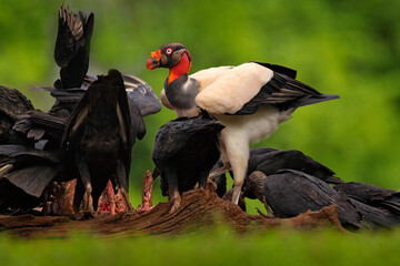 King vulture, Costa Rica, large bird found in South America. Wildlife scene from tropic nature. Condor with red head.