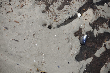 Beach, seaweed and shells as a pattern.
