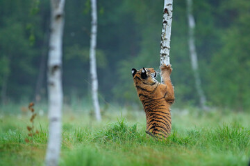 Siberian tiger in nature forest habitat, foggy morning. Amur tiger playing with larch tree in green grass. Dangerous animal, taiga, Russia. Big cat in environment.
