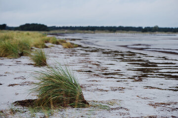Dune grass and algae on the beach.