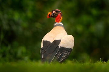 Portrait of King vulture, Sarcoramphus papa, large bird found in Central and South America. Wildlife scene from tropical nature. Condor with red and orange head.