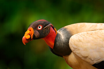 King vulture, Costa Rica, bird portrait in South America. Big bird with forest in the background. Wildlife scene from tropic nature. Red head bird. Detail portrait of rare animal, Central America
