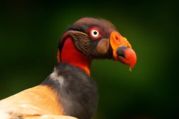 Portrait of King vulture, Sarcoramphus papa, large bird found in Central and South America. Wildlife scene from tropical nature. Condor with red and orange head.
