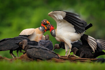Cow carcass with King vulture, Sarcoramphus papa, large bird found in Central and South America. Wildlife scene from tropical nature. Condor with red and orange head.