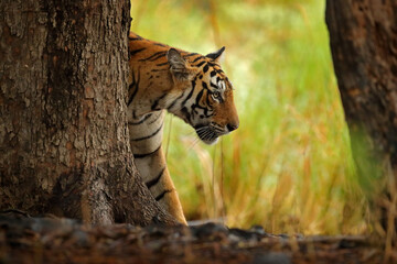 Indian tiger, wild animal in the nature habitat, Ranthambore NP, India. Big cat, endangered animal. End of dry season, beginning monsoon. Tiger from Asia.