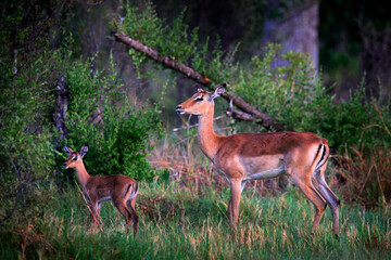 Antelope mother and young in forest savannah, Okavango, South Africa. Impala in golden grass. Beautiful impala in the grass with evening sun. Animal in the nature habitat. Mammal family.