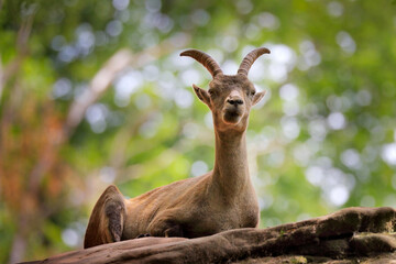 Alpine Ibex, Capra ibex, with big horns and rock in the background, France. Wildlife scene from nature. Mountain animal with nature stone habitat. Portrait of wild goat.