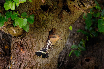 Hoopoe, Upupa epops, sitting on the tree, bird with orange crest, Bulgaria. Wildlife summer scene from nature. Beautiful flower habitat with bird.