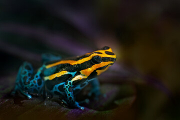 Ranitomeya amazonica Amazonian poison dart frog in the nature forest habitat. Dendrobates danger frog from central Peru  and Brazil. Beautiful blue and orange amphibian green vegetation, jungle.
