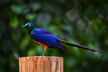 Golden-breasted Starling, Cosmopsarus regius, sitting on the tree branch in the nature habitat. Beautiful shiny bird in the green forest, Etiopia in Africa.  Starling in the green tropic forest