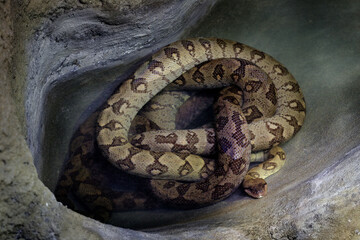 Malagasy tree boa, Sanzinia madagascariensis, in the forest nature water pond, Madagascar in Africa. Snake in the nature habitat. Viper from Madagascar.