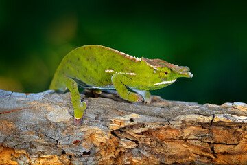Furcifer willsii, Canopy Wills chameleon, sitting on the branch in forest habitat. Exotic beautiful endemic green reptile with long tail from Madagascar. Wildlife scene from nature.