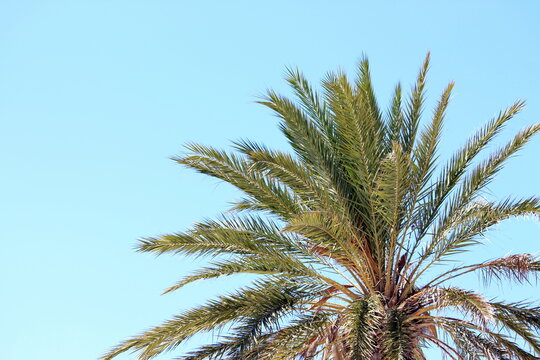 A photograph of a vibrant blue sky with tropical palm fronds.  Travel concept