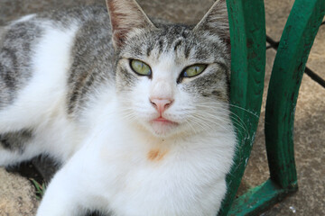 Obraz premium The cat relax in the park