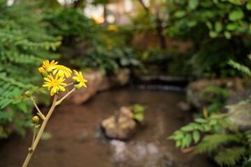 Obraz na płótnie Canvas Yellow small flower besides pond of Japanese garden in Kanazawa Japan.