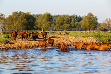 Rzeka Narew w Zawykach. Szlak Konopielki, Podlasie, Polska © podlaski49