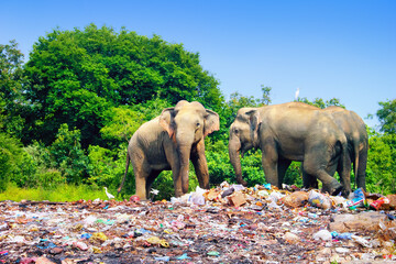Few indian elephants walking near garbage dump against the background of blue sky and trees on the...