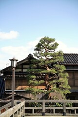 Fototapeta na wymiar Umeno-hashi bridge and big pane tree at Hashiba-cho Kanazawa Japan.