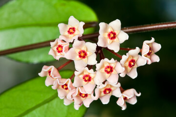 Hoya carnosa fluffy flowers on a blurred background. Macro photography.