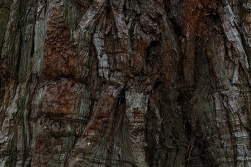 Fototapeta na wymiar dry tree bark texture and background, nature concept
