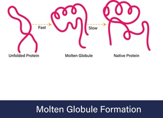 Molten globule formation, Folding of native primary structure of protein into functional tertiary conformation with molten structure in middle of the process.