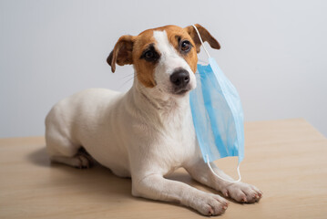 A dog wearing a mask protects from coronavirus