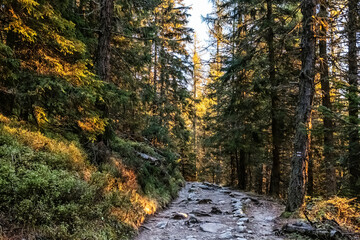 Coniferous forest, High Tatras mountains, Slovakia, sunrise scene