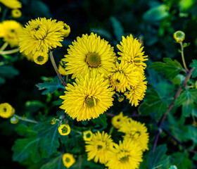 selective focus yellow asters on blurred background, place for text, postcard