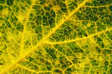 A leaf of a tree close-up. Horizontal background or wallpaper about autumn. Mosaic pattern of a network of yellow, green and brown stains. High detail. Shot with manual focus macro lens