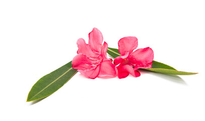 oleander flower isolated