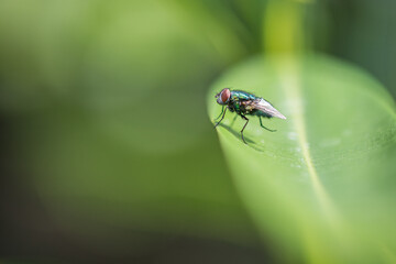 Freen bottle fly on green leaf