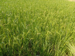 green paddy field