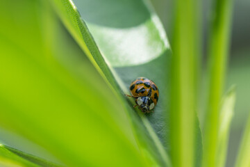 ladybird on a leaf