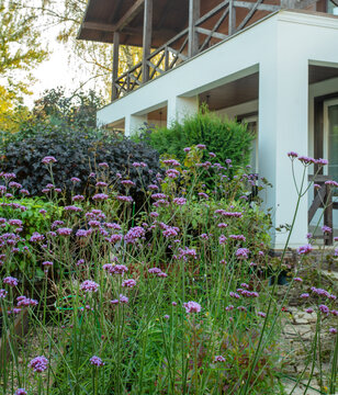Blossom of violet flowers on russian dacha in autumn