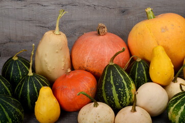 A group of colored pumpkins on a wooden background. Illustration of autumn harvest