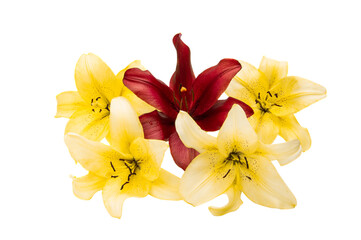 lily flower isolated