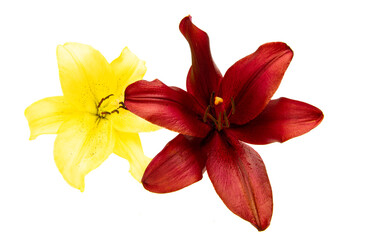 lily flower isolated