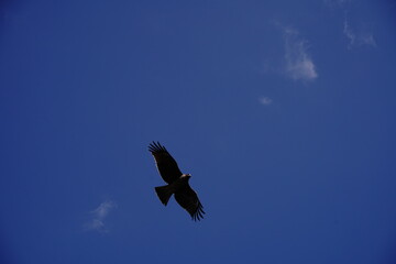 A kite is flying in the blue sky.