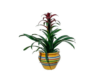 bromelia  guzmania lingulata