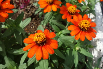 ９月に咲いたオレンジのジニアの花