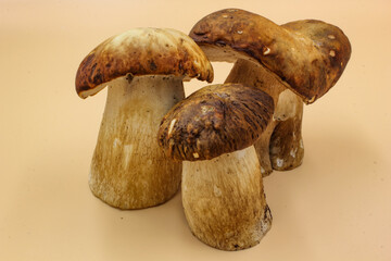 closeup of a group Porcini mushroom edible fungi isolated on a beige background